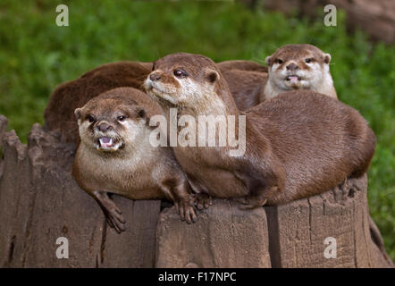 Les Loutres Cendrées Asiatiques (aonyx cinerea) Banque D'Images