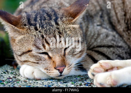 Portrait de chat gris avec des bandes noires la sieste Banque D'Images