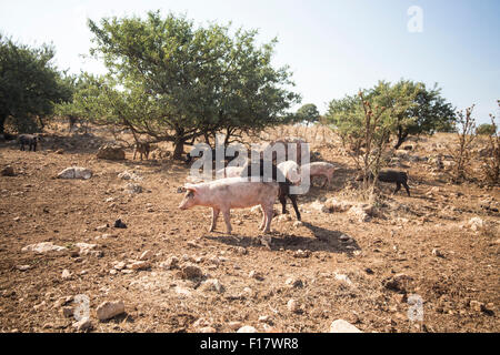 L'élevage des porcs en Italie - ferme biologique 'Querceto', Putignano, Bari. Banque D'Images