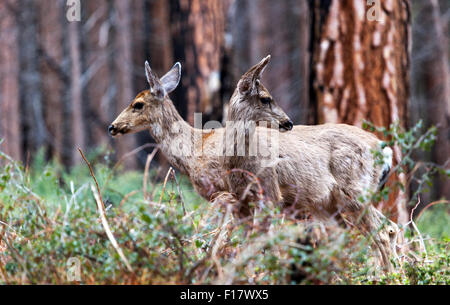 Deux cerfs mulets (Odocoileus hemionus), dans la région de Yosemite National Park, California, USA Banque D'Images