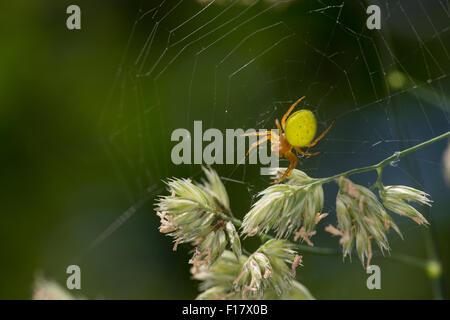 Araignée courge, citrouille, Kürbis-Spinne Kürbisspinne, araignée Araniella cucurbitina Araniella, oder opistographa Banque D'Images