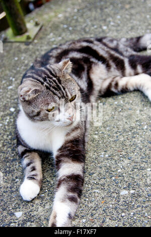 Portrait de chat gris avec des bandes noires à l'avant Banque D'Images