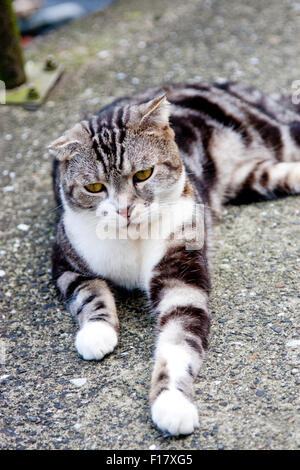 Portrait de chat gris avec des bandes noires à l'avant Banque D'Images