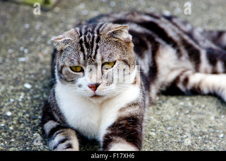 Portrait de chat gris avec des bandes noires à l'avant Banque D'Images