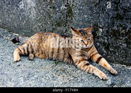 Portrait de chat gris avec des bandes noires la sieste Banque D'Images