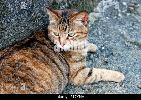 Portrait de chat gris avec des bandes noires à l'avant Banque D'Images