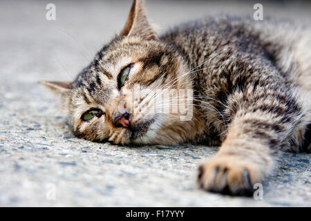 Portrait de chat gris avec des bandes noires sieste sur sol Banque D'Images