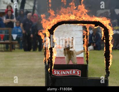 Chien sautant un cerceau en feu à un pays traditionnel dans le Hampshire, au Royaume-Uni Banque D'Images