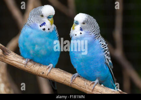 Deux perruches bleu perché. Banque D'Images