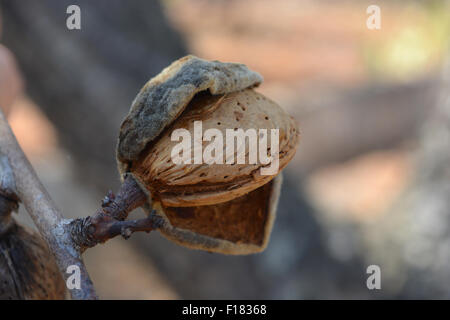 Amande arbre. Banque D'Images