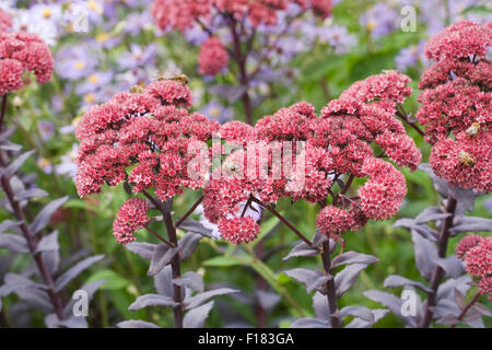 Hylotelephium 'Karfunkelstein'. Sedum 'Karfunkelstein'. Banque D'Images