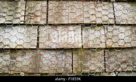 Rusty le fil de poulet sur les tuiles en bois Banque D'Images