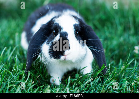 Cute black et white rabbit sitting on grass et à tout droit à l'appareil photo Banque D'Images