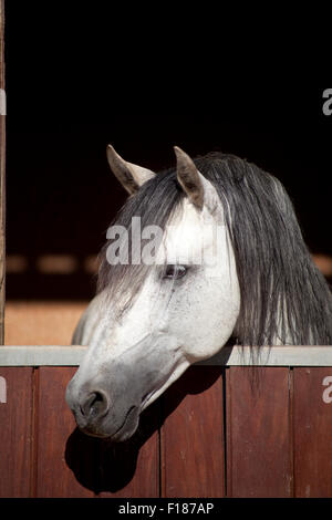 White cheval lusitanien dans stable regarder à l'extérieur d'une fenêtre Banque D'Images