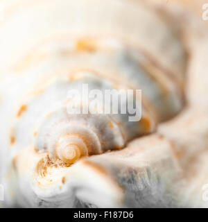 Natural spa - seashell avec obus éclairants Banque D'Images