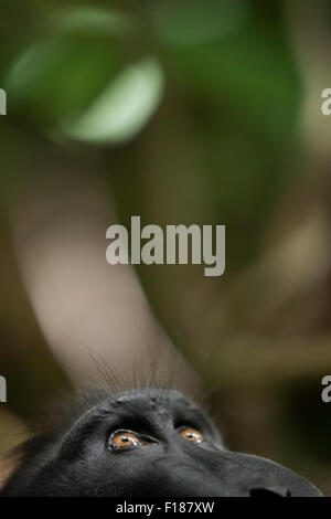 Un macaque Sulawesi à crête noire (Macaca nigra) se trouve sur le sol de la forêt tropicale des basses terres, dans la réserve naturelle de Tangkoko, en Indonésie. Banque D'Images