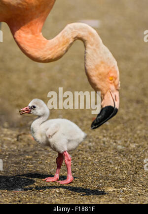 Baby bird de l'American flamingo (Phoenicopterus ruber) près de son parent. Banque D'Images