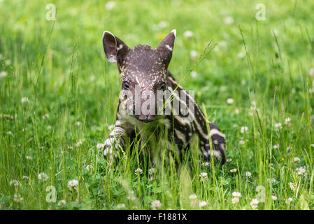 Bébé de neuf jours de l'Amérique du Sud en voie de disparition (Tapirus terrestris tapir), également appelé tapir brésilien ou lowland tapir Banque D'Images