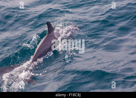 Groupe de dauphins Açores Banque D'Images