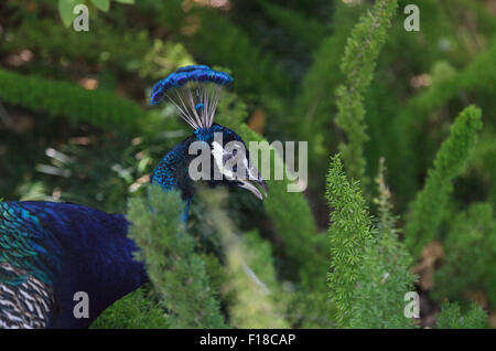 Pavo cristatus paon, vert, de se cacher derrière les fougères en Californie du Sud Banque D'Images