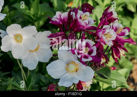 La floraison (violet et blanc) aquilegia et blanc hellebore dans un jardin d'été, Bulgarie Banque D'Images