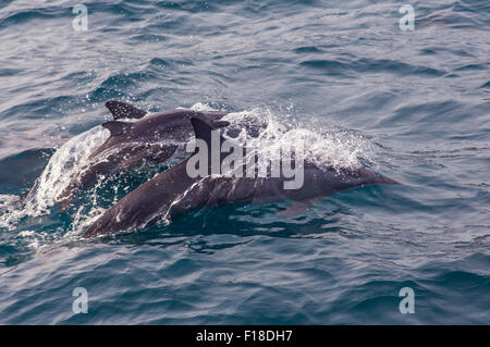 Groupe de dauphins Açores Banque D'Images