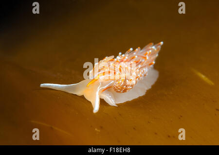 Mer du Japon, Primorye, Extrême-Orient, la Russie. 15 Oct, 2014. Nudibranche ou la mer Slug ( Hermissenda crassicornis ) Mer du Japon, Rudnaya Pristan, Extrême-Orient, la Russie, Primorsky Krai. © Andrey Nekrasov/ZUMA/ZUMAPRESS.com/Alamy fil Live News Banque D'Images