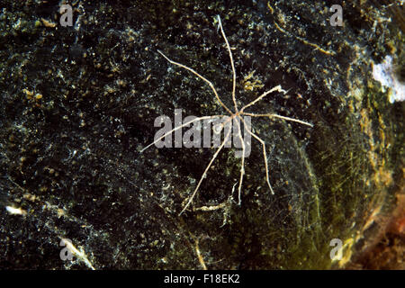 Mer du Japon, Primorye, Extrême-Orient, la Russie. 15 Oct, 2014. Araignée de mer (Nymphon sp.) Mer du Japon, Extrême-Orient, Primorsky Krai, Fédération de Russie © Andrey Nekrasov/ZUMA/ZUMAPRESS.com/Alamy fil Live News Banque D'Images