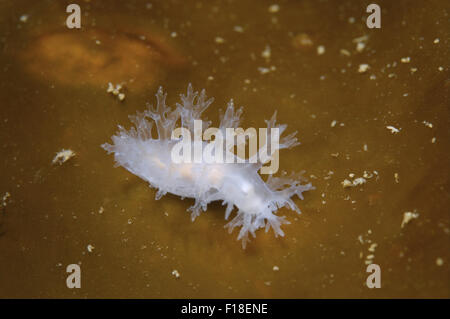 26 septembre 2009 - Mer du Japon, Primorye, Extrême-Orient, la Russie - nudibranche ou la mer Slug ( Dendronotus frondosus ). Ñf Mer du Japon, Rudnaya Pristan, Extrême-Orient, Primorsky Krai, Russie (crédit Image : © Andrey Nekrasov/ZUMA/ZUMAPRESS.com) fil Banque D'Images