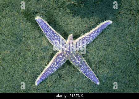 15 octobre 2014 - Mer du Japon, Primorye, Extrême-Orient, la Russie - Northern Pacific seastar ou Japonais (Asterias amurensis étoiles commune) Mer du Japon, Extrême-Orient, Primorsky Krai, Fédération de Russie (crédit Image : © Andrey Nekrasov/ZUMA/ZUMAPRESS.com) fil Banque D'Images