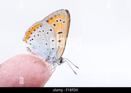 Papillon de couleur assis sur le doigt isolé sur fond blanc Banque D'Images