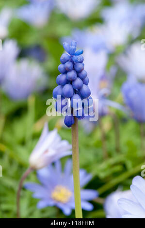 Muscari latifolium in garden Banque D'Images