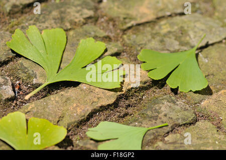 Le Ginkgo biloba gros plan sur la rue Banque D'Images