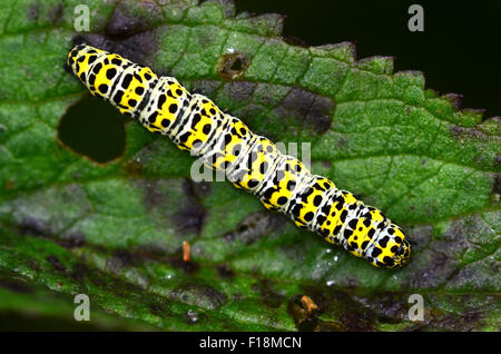 Mullein moth caterpillar UK Banque D'Images