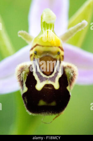 Bee orchid close up Banque D'Images