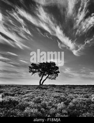 Arbre isolé et de bruyère en fleur sur le Wheeldale Moor, North Yorkshire Moors, l'Angleterre, Août 2015 Banque D'Images