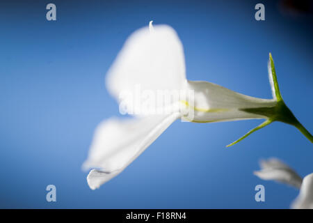 Macro image d'un Lobelia blanc contre un ciel bleu Banque D'Images