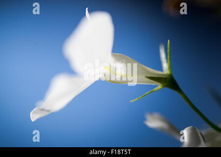 Macro image d'un Lobelia blanc contre un ciel bleu Banque D'Images