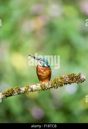 KIngfisher (Alcedo atthis) de se percher. Photographie prise dans l'habitat naturel de la rivière au Royaume-Uni. Banque D'Images