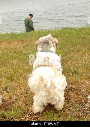 Montres chien sur teen beach Banque D'Images