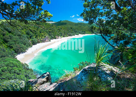 View de nouveaux Chums Bay, Wainuiototo Bay, la péninsule de Coromandel, en Nouvelle-Zélande, sur une bonne journée ensoleillée Banque D'Images