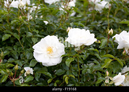 Tapis de Fleurs Rosa 'Blanc' Noaschnee. Banque D'Images