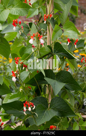 Fleurs décoratives de la variété du patrimoine de runner bean, Phaseolus coccineus 'Belle Dame' Banque D'Images