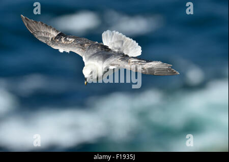 Le Fulmar boréal (Fulmarus glacialis), Royaume-Uni Banque D'Images