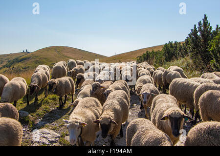 Grand troupeau de moutons sur les pâturages de haute montagne dans le soleil du soir. Banque D'Images