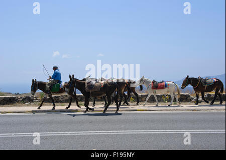 Un gaucher avec ses ânes sur la route, Santorini, Grèce. Banque D'Images