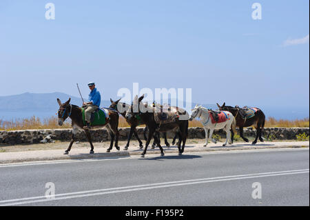 Un gaucher avec ses ânes sur la route, Santorini, Grèce. Banque D'Images