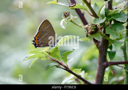 Papillon porte-queue noire (Satyrium pruni) UK Banque D'Images