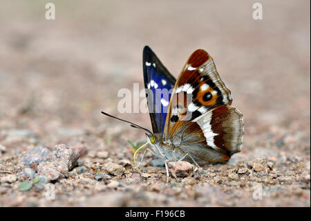 Papillon violet empereur (Apatura iris) UK Banque D'Images
