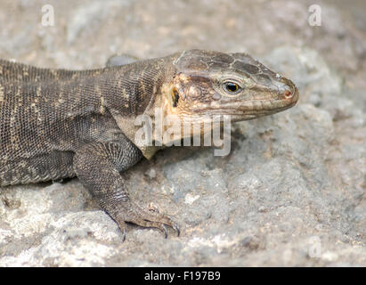 Lizard,animaux domestiques,wild,Gran Canaria,nature,faune,rock,la faune,pierre,Animaux,Espagne,europe,vue,regarder Banque D'Images
